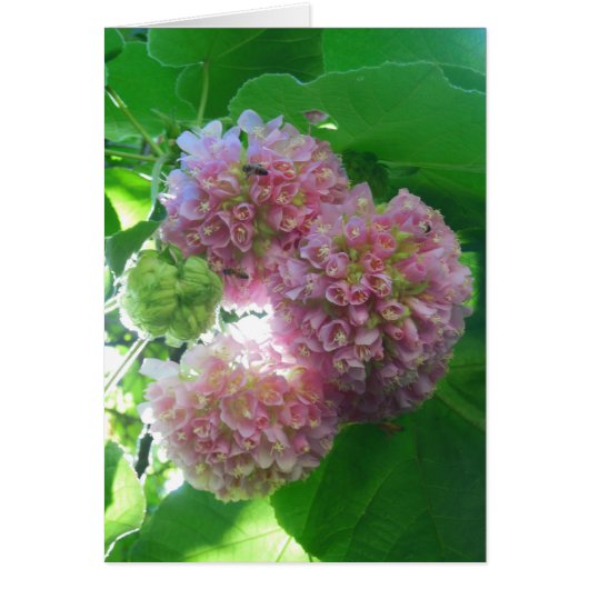 Tropical Hydrangea Tree (Front)