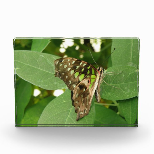 Tropical Iridescent Green Butterfly Decorative Acrylic Award (Front)