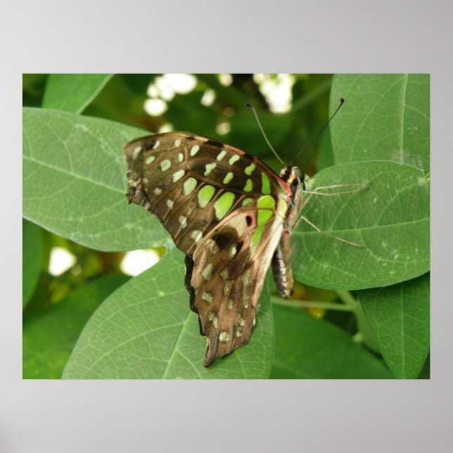 Tropical Iridescent Green Butterfly Print (Front)