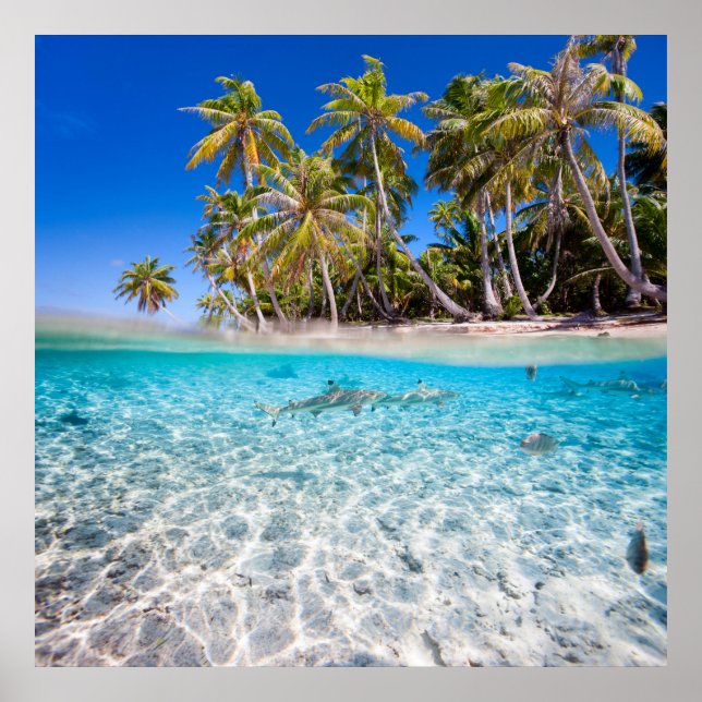 Tropical island under and above water poster (Front)