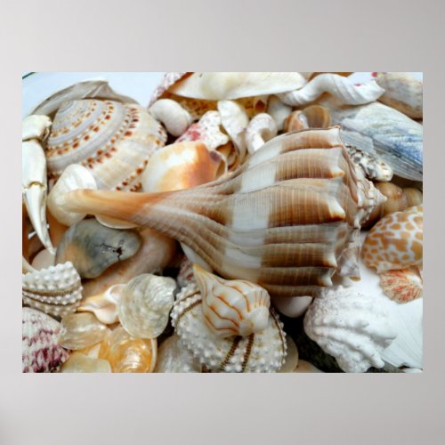 Tropical Lightning Whelks Large Photography Poster