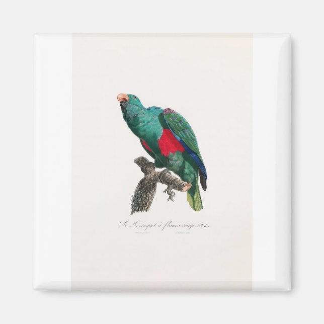 tropical macaw parrot magnet (Front)