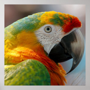 Tropical Macaw Parrot Poster