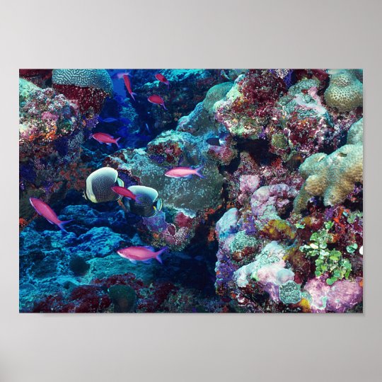 Tropical Marine Life Poster | Zazzle.com