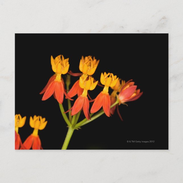 Tropical Milkweed  (Asclepias curassavica) - Postcard (Front)
