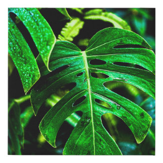 Tropical Monstera Glow – Jungle Leaf Photography Faux Canvas Print