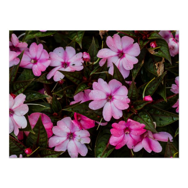 Tropical New Guinea Impatiens Print (Front)
