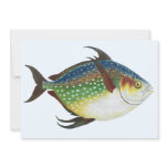 Tropical Opah Fish, Vintage Marine Aquatic Animal