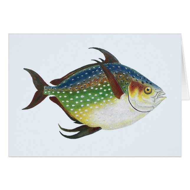 Tropical Opah Fish, Vintage Marine Aquatic Animal (Front Horizontal)