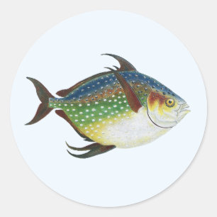 Tropical Opah Fish, Vintage Marine Aquatic Animal Classic Round Sticker