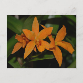 Tropical orange cattleya orchid flower postcard