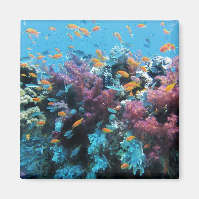 Tropical Orange Fish and Pink Coral Magnet (Front)