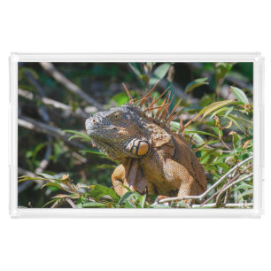 Tropical Orange Lizard, Iguana Green Background Acrylic Tray