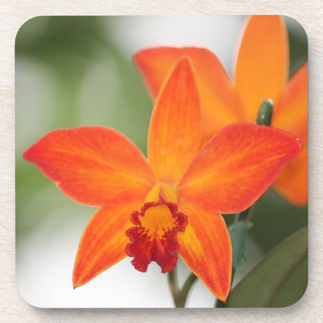 Tropical Orange Orchid Coasters (Front)