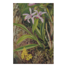 Tropical Orchid Botanical Art