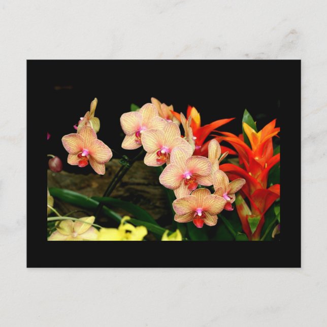 Tropical Orchids Postcard (Front)