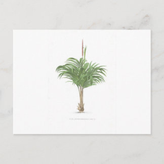 Tropical Palm collection - image 2 Postcard