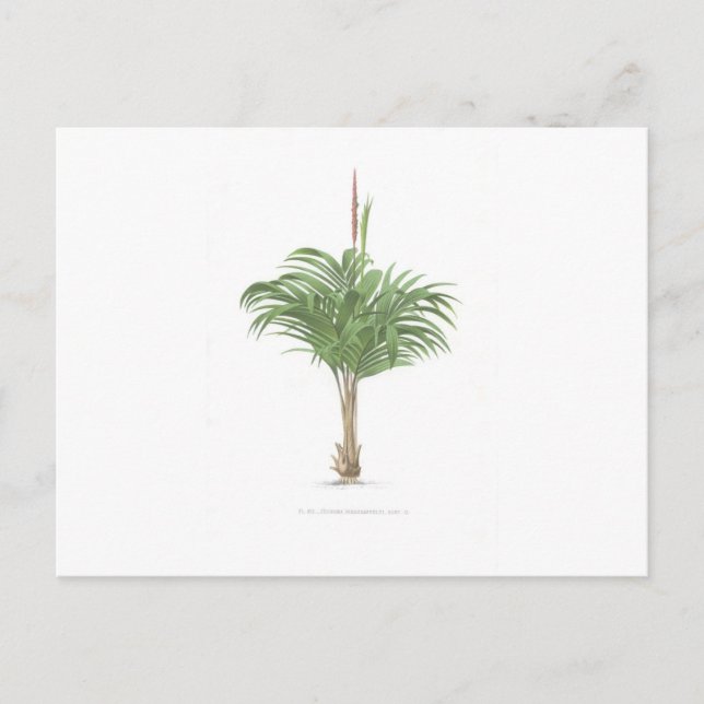 Tropical Palm collection - image 2 Postcard (Front)