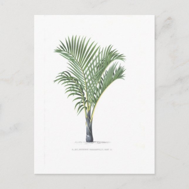 Tropical Palm collection - image 3 Postcard (Front)