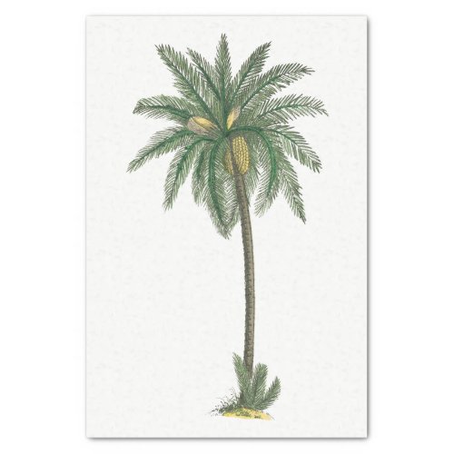 Tropical Palm Tree Plant Tissue Paper 2