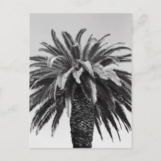 Tropical Palm Tree Postcard
