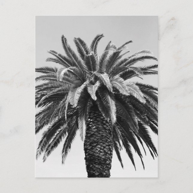 Tropical Palm Tree Postcard (Front)