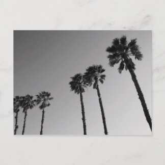 Tropical Palm Trees Postcard
