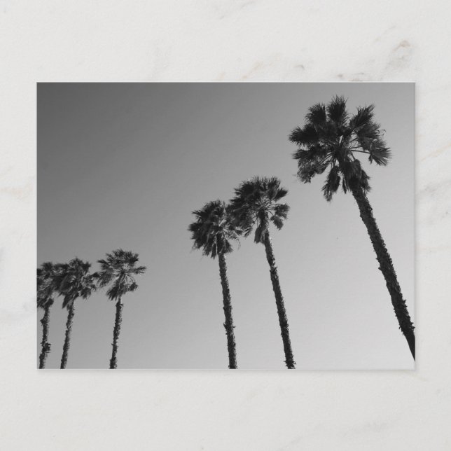 Tropical Palm Trees Postcard (Front)