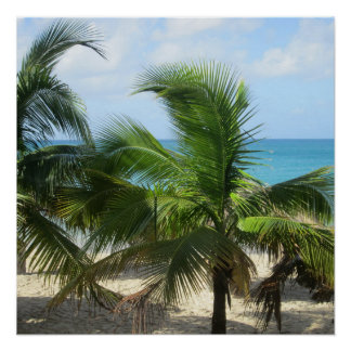 Tropical Palm Trees Poster