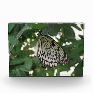 Tropical Paper Kite Butterfly Decorative Acrylic Award