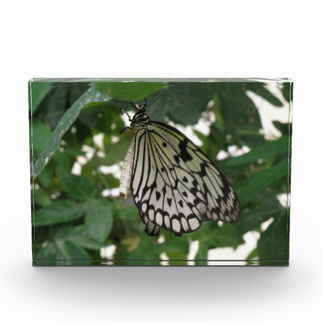 Tropical Paper Kite Butterfly Decorative Acrylic Award (Front)