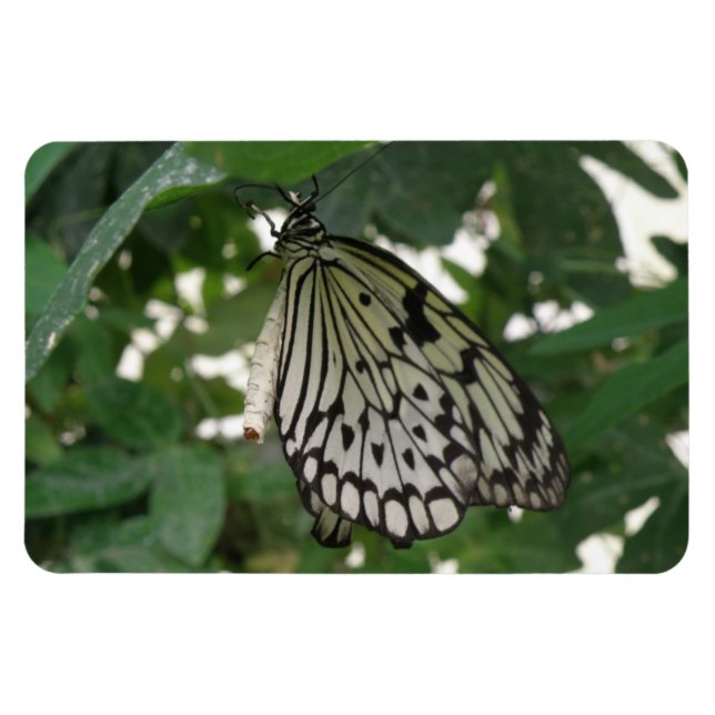 Tropical Paper Kite Butterfly Flexi Magnet (Horizontal)
