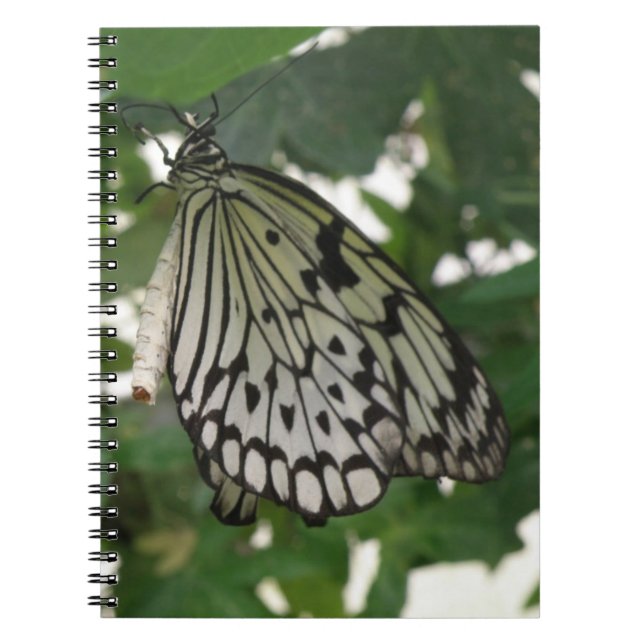 Tropical Paper Kite Butterfly Notebook (Front)