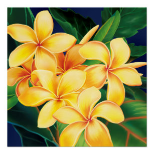 Tropical Paradise Plumeria Hawaiian Poster