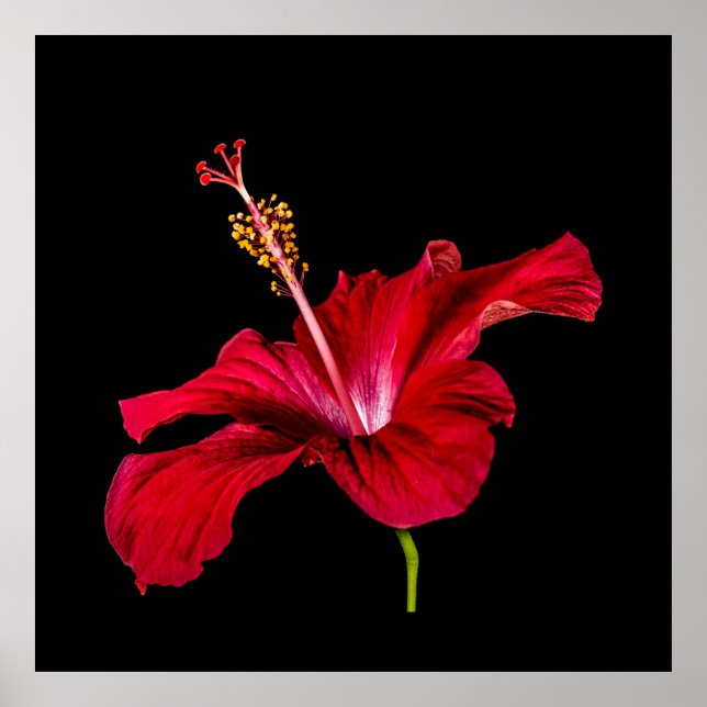 Tropical Paradise Red Hibiscus Flower & Black Poster (Front)