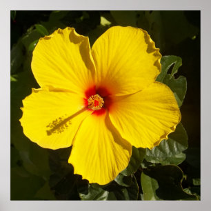 Tropical Paradise Yellow Hibiscus Flower Matte Poster