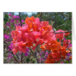 Tropical Pink Bougainvillea Island Floral Card