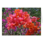 Tropical Pink Bougainvillea Island Floral Cards