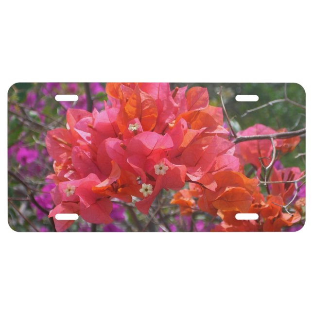 Tropical Pink Bougainvillea Island Floral License Plate (Front)