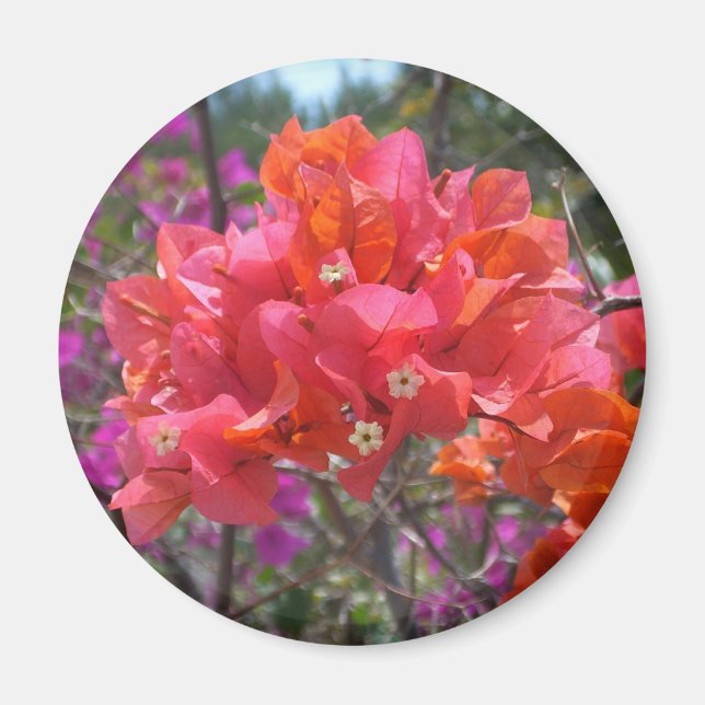 Tropical Pink Bougainvillea Island Floral Magnet (Front)
