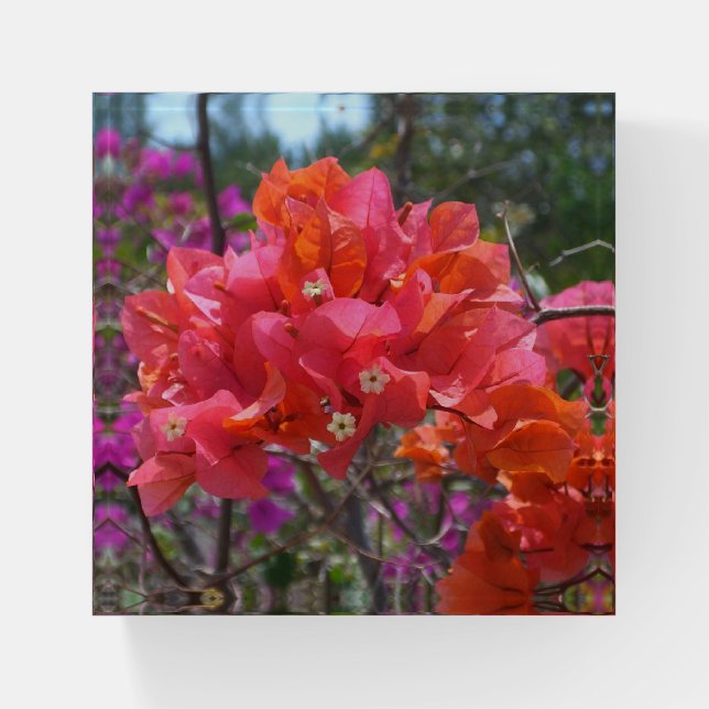 Tropical Pink Bougainvillea Island Floral Paperweight (Front)