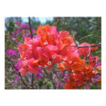 Tropical Pink Bougainvillea Island Floral Photo Print