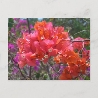 Tropical Pink Bougainvillea Island Floral Postcard