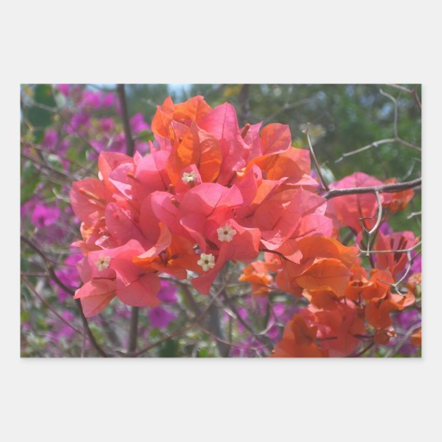 Tropical Pink Bougainvillea Island Floral Wrapping Paper Sheets (Front)