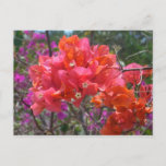 Tropical Pink Bougainvillea Postcard