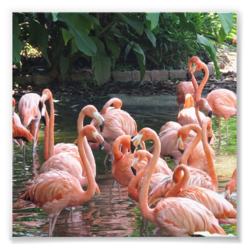 Tropical pink Flamingo birds Photo Print