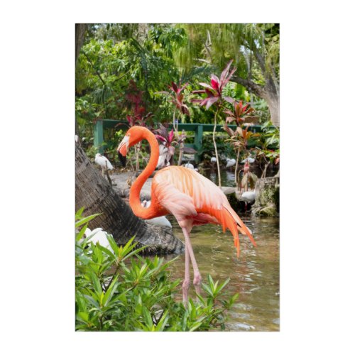 Tropical Pink Flamingo Florida Acrylic Print