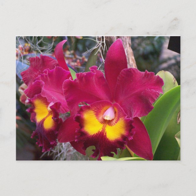 Tropical pink fuschia cattleya orchid flower postcard (Front)