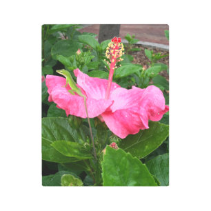 Tropical Pink Hibiscus Flower Anole Lizard Photo Metal Print