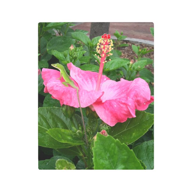 Tropical Pink Hibiscus Flower Anole Lizard Photo Metal Print (Front)